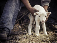A lamb tenderly cared for