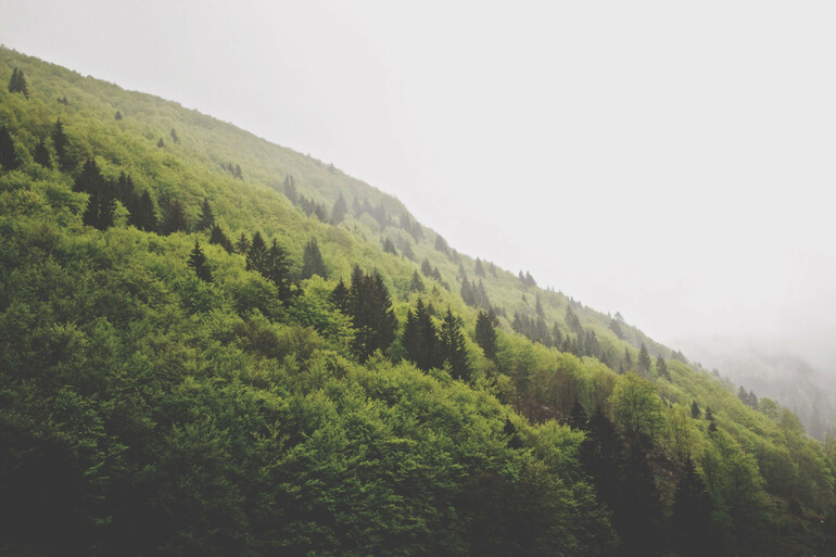 green hillside with gray sky