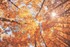 The Christian Science Journal