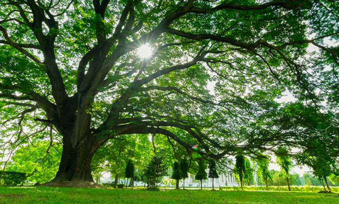 NO MORE HEART TROUBLE
